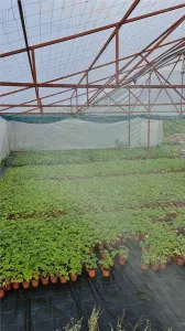 AFACERE LA CHEIE – HALA PRODUCTIE + SERA PROFESIONALA - foto 5