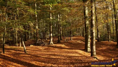 540.000 mp,Padure de foioase,vechime echivalenta unui ecosistem infloritor,Brasov - foto 3