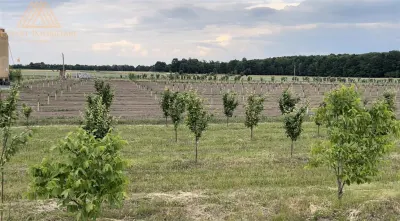 Teren extravilan comasat 9 hectare cu plantatie  3 Euro pe m2 Suceava - foto 2