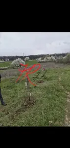 Vanzare teren intravilan Vladiceasca/Snagov langa lac - foto 2