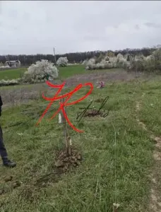 Vanzare teren intravilan Vladiceasca/Snagov langa lac - foto 4