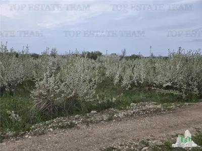 TEREN INTRAVILAN 420 mp la 30 minute  de Bucuresti - foto 3