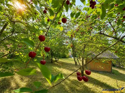 Proprietate deosebita, pe domeniu de 2.300 mp, panorama, Subpadure, Targu Mures:FILM&Tur 3D! - foto 3