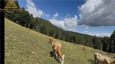 Teren 5ha in Munții Rarau - foto 13