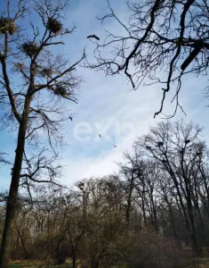 20 Ha Padure stejar la 10 km de Pitești - foto 2