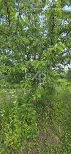 Casă individuală de vânzare, 6 camere, subsol 110 mp, teren 5.753 mp – Cândești - foto 14