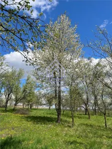 Teren, 48 ari, , cu casa batraneasca, Antoceni, Forasti, Suceava - foto 7