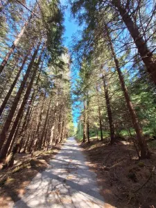 OCAZIE Parcela de vanzare 2250 mp  intravilan Paltinis! - foto 8