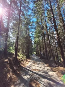 TEREN DE VANZARE 7000 MP INTRAVILAN -STATIUNEA PALTINIS! - foto 6