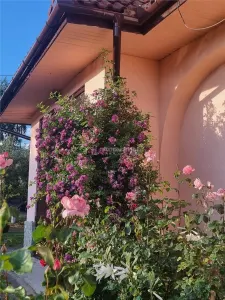 Pensiune cu teren de 5.700 mp, Runcu - Cheile Sohodolului - foto 4