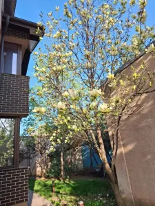 Vila - 10 camere - s. utila 539 mp - teren 764 mp - Tineretului - foto 3