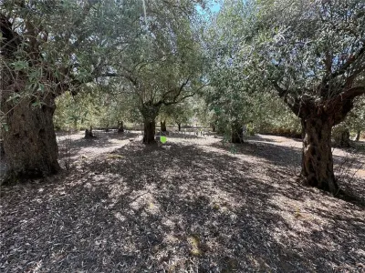Teren intravilan pe insula Thassos, aproape de plaja salbatica - foto 5