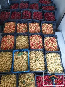 Exclusivitate!!!Oportunitate investitie, ferma agricola, Iasi - foto 3