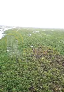 Teren agricol 100 ha| Comasat 100%| Categoria A1 - foto 2