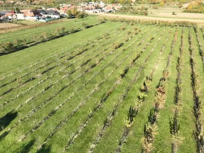 RECO, Teren cu livada de ciresi, Zona Auseu, Bihor - foto 5
