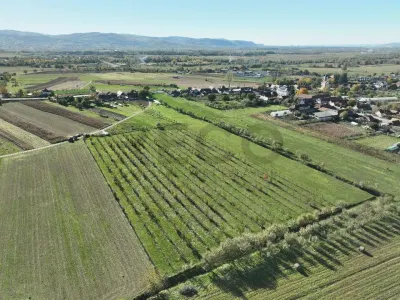 RECO, Teren cu livada de ciresi, Zona Auseu, Bihor - foto 6