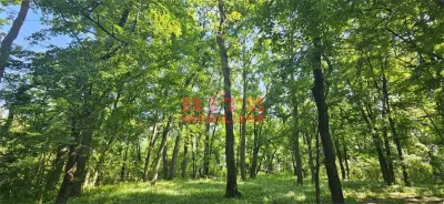 BALTA   15 ha si  pădure de plop și stejar 14,5 ha – 295.000 mp – Drăgănești, județul Olt - Stoenesti