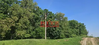 BALTA   15 ha si  pădure de plop și stejar 14,5 ha – 295.000 mp – Drăgănești, județul Olt - foto 3
