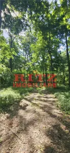 BALTA   15 ha si  pădure de plop și stejar 14,5 ha – 295.000 mp – Drăgănești, județul Olt - foto 5