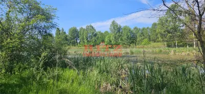 BALTA   15 ha si  pădure de plop și stejar 14,5 ha – 295.000 mp – Drăgănești, județul Olt - foto 6