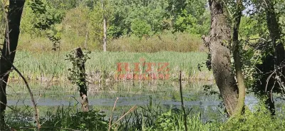 BALTA   15 ha si  pădure de plop și stejar 14,5 ha – 295.000 mp – Drăgănești, județul Olt - foto 7
