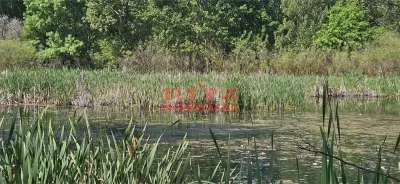 BALTA   15 ha si  pădure de plop și stejar 14,5 ha – 295.000 mp – Drăgănești, județul Olt - foto 8