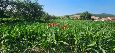 Teren intravilan in Sard 928 - foto 2