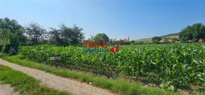 Teren intravilan in Sard 928 - foto 4