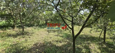 Casa cu 2 corpuri de cladire 744 mp teren in Micesti - foto 11