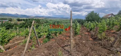 Teren 600 mp accesibil în Șard, zonă liniștită - foto 3