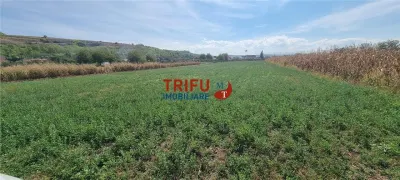 Teren intravilan 4356 mp de vanzare in Teleac langa terenul de golf - foto 1