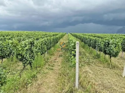 Afacere Investitie Vie 4 Hectare 40 km de Oradea - foto 2