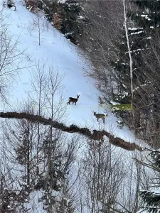 Raritate| Teren intravilan de vis de  6 ha de vanzare in Pestera Brasov - foto 22