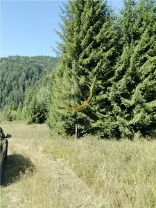 Teren de vanzare pt cabana pe Valea Ilvei - foto 6