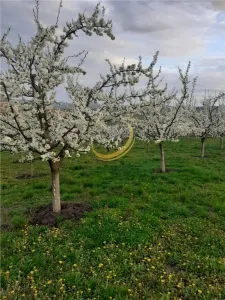 De vanzare Casuta bunicii - foto 2