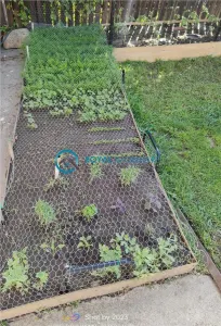 Royal Imobiliare - Vanzare Vila zona Dorobantul - foto 21