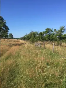 Teren de 43.000 mp in Budești - foto 5