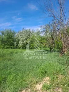 Casa individuala in Cruceni ,la granita cu Serbia - foto 15
